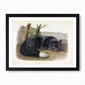 American Black Or Silver Fox, John James Audubon Art Print