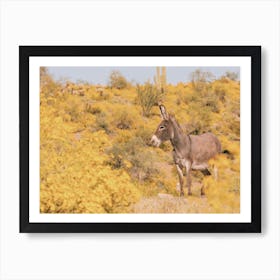 Spring Desert Burro Donkey Art Print