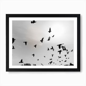 Silhouettes Of Flying Pigeons In The Skies 5 Art Print