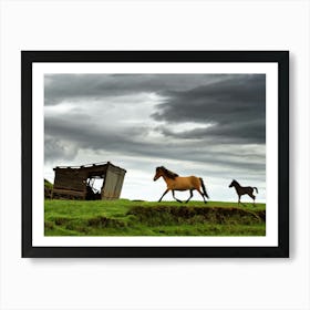 Iceland horses Art Print