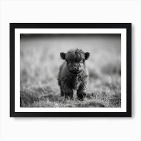 Scottish Highland Calf Art Print