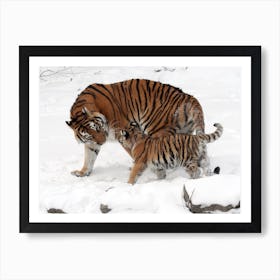 Siberian Tigress With Baby Art Print