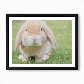 Long Eared Rabbit Art Print