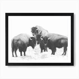 Group Of Bison Art Print