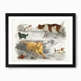 Collection Of Various Dogs And Cocker, Oliver Goldsmith Art Print