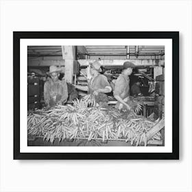 Carrots Are Taken From Large Trucks And Placed On Conveyor Where They Are Washed, Vegetable Packing Plant, Elsa, Art Print