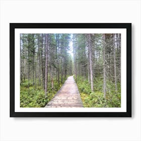 Where Does It Lead? Woodland Path Art Print