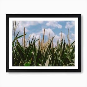 Summer Fields Art Print