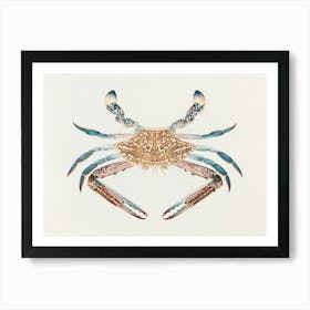 Portunua Pelagicus (Blue Crab) (1737–1770), Luigi Balugani Art Print