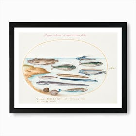 Cod, Weever Fish, Eels And Other Fish, Joris Hoefnagel Art Print