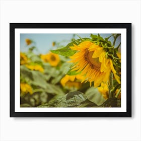 Sunflower In Sunflower Field 3 Art Print