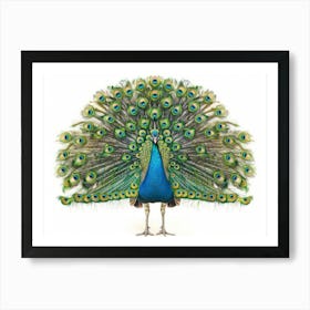 Peacock 14 Art Print