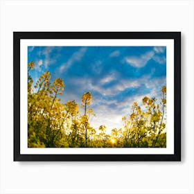 Sunflower Field At Sunset Art Print