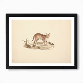 African Wildcat Or Serval, Luigi Balugani Art Print