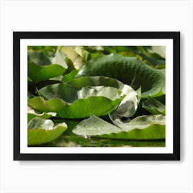 Lotus Leaves Art Print