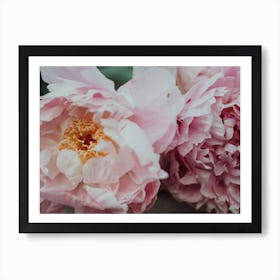 Peonies Art Print