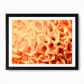 Close Up Of Orange Flowers Art Print