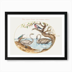 Two Swans, Kingfisher, And Bullfinch (1575–1580), Joris Hoefnagel Art Print