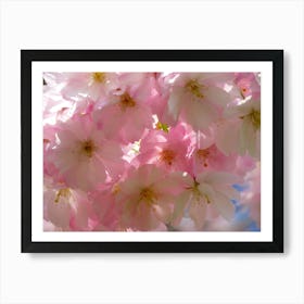 Cherry Blossoms Art Print