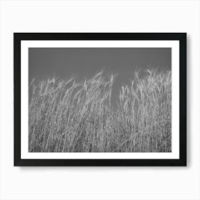 Ripe Wheat In The Field, Walla Walla County, Washington By Russell Lee Art Print