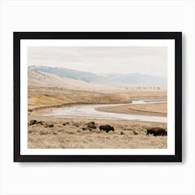 Bison Near River Poster