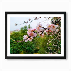 Cherry Blossoms 20200122 6rt1ppub Art Print