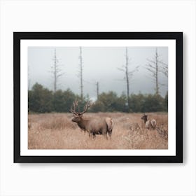 Elk In Misty Morning Field Art Print