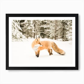 Winter Fox Art Print