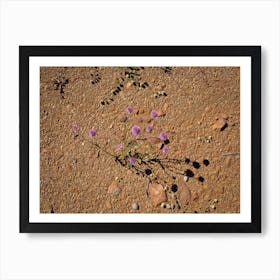 Small Purple Flowers In The Desert Art Print