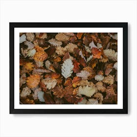 Fall Leaves Art Print