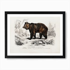 Brown Bear (Ursus Arctos), Charles Dessalines D'Orbigny Art Print