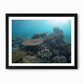 Coral Reef Art Print