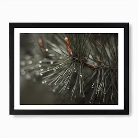 Rain On Pine Needles Art Print