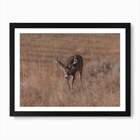 Deer Moving Through Grass Art Print