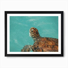 Sea Turtle In Blue Ocean Art Print