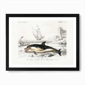 Delphinus Delphis, Charles Dessalines D'Orbigny Art Print