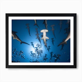 Hammerhead Shark Art Print