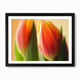 Tulips in red and yellow as close up Art Print