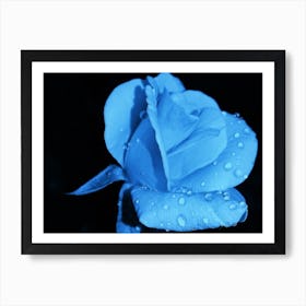 Blue Rose 1 Art Print