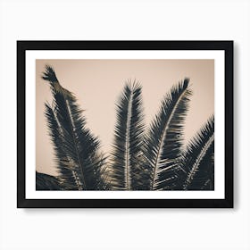 Palm Leaves Art Print