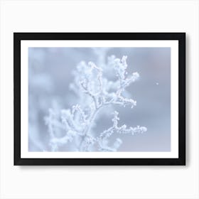 Close Up Frozen Twigs Art Print