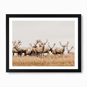 Herd Of Elk Art Print