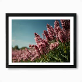 Pink Flowers In A Field Art Print