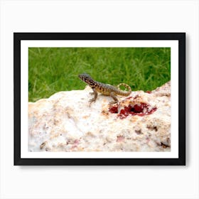 Lizard On A Rock Art Print