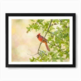 Cardinal In The Oak Tree Art Print