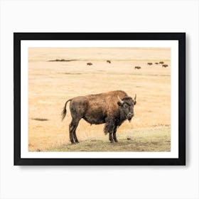 Bison Landscape Art Print