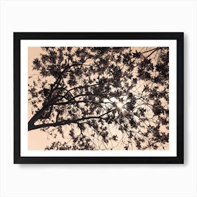 Sun Breaks Through The Branches Brown 2 Art Print