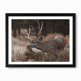 Grazing Mule Deer Art Print