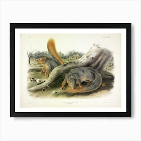 Squirrel, John James Audubon Art Print