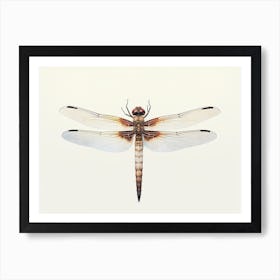 Dragonfly Common Baskettail Epitheca 10 Art Print